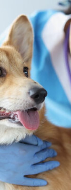 360_F_499486364_vphzAMwe75KRtBz4iMKdVnmfQVhY08N4